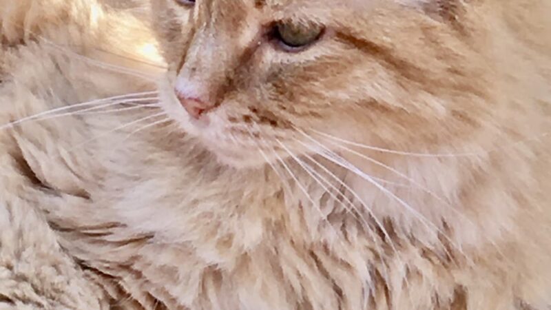 The Last Post - Falls Village, CT