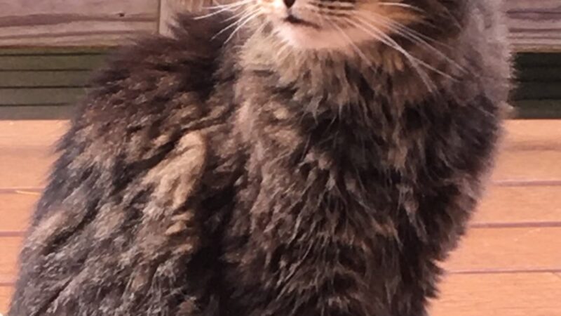 The Last Post - Falls Village, CT