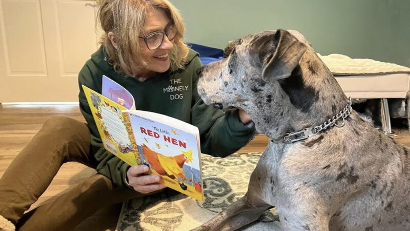 The Mainely Dog - Falmouth, ME