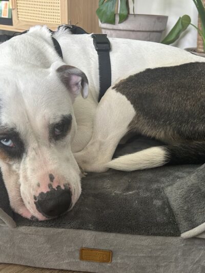 The Mainely Dog - Falmouth, ME