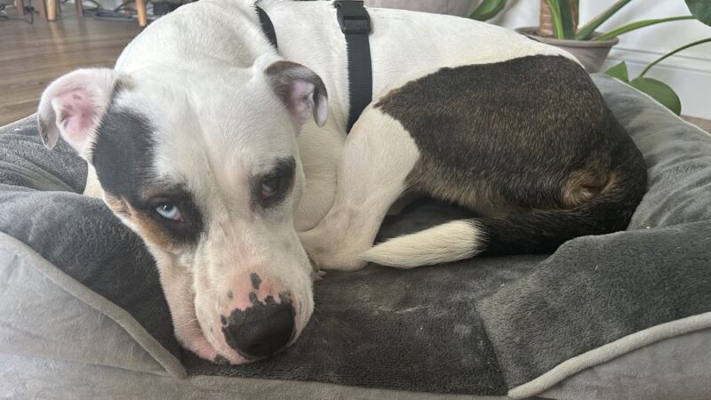 The Mainely Dog - Falmouth, ME