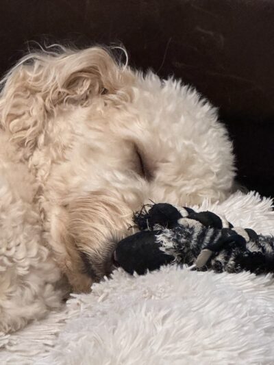 The Mainely Dog - Falmouth, ME