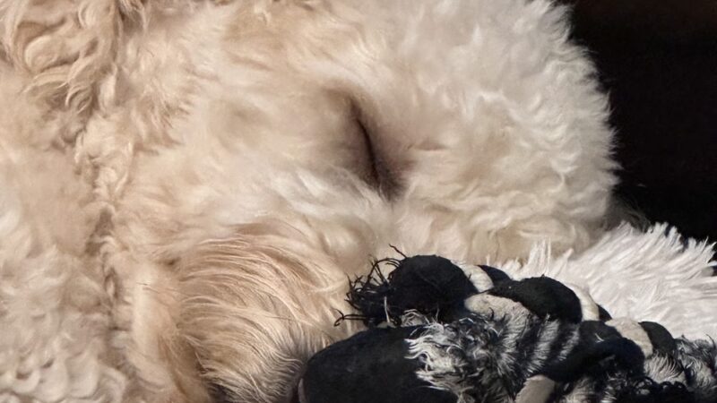 The Mainely Dog - Falmouth, ME