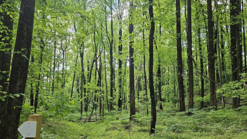 Devil’s Den Nature Preserve - Fancy Gap, VA