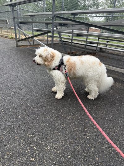Forest Road Park - Fanwood, NJ