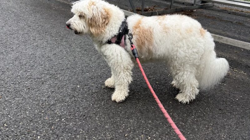 Forest Road Park - Fanwood, NJ