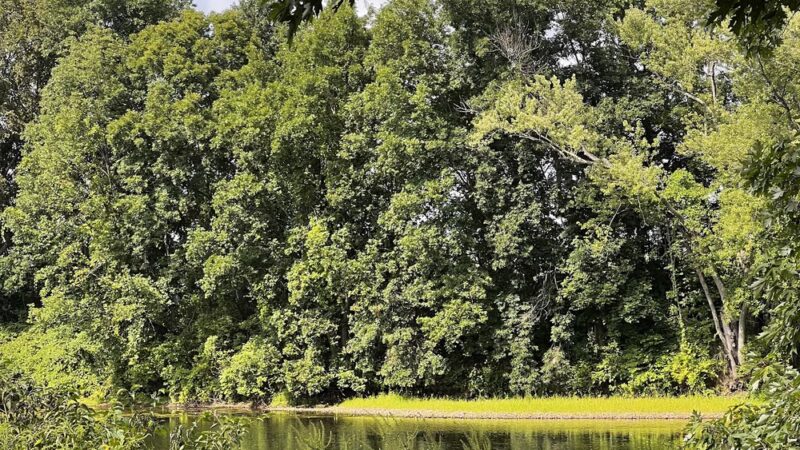 Meadow Land - Farmington, CT