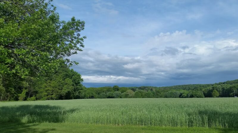 Meadow Land - Farmington, CT
