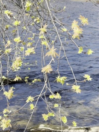 Nancy Conklin Nature Trail - Farmington, CT