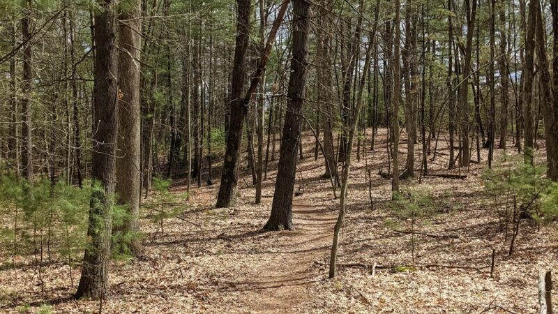 Shade Swamp - Farmington, CT