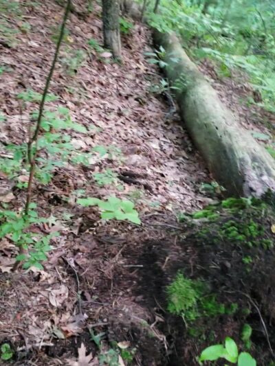 Shade Swamp - Farmington, CT