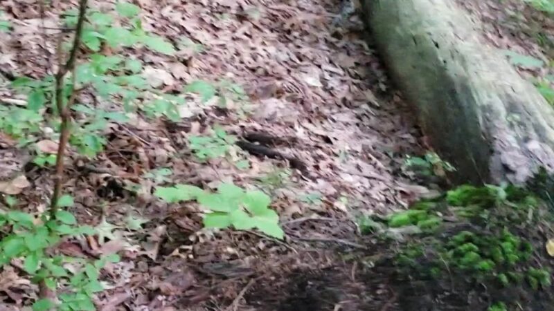 Shade Swamp - Farmington, CT