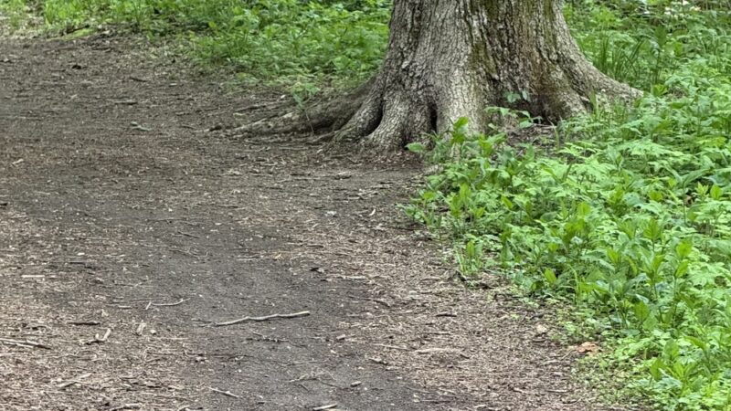 Tunxis Mead Thomas J. Quirk Park - Farmington, CT