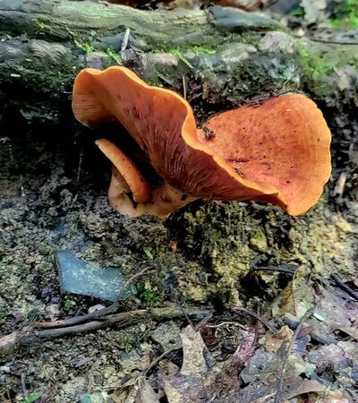 Hess Trail Parking Lot - Farmington, PA