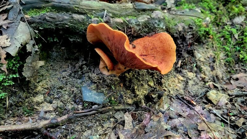 Hess Trail Parking Lot - Farmington, PA