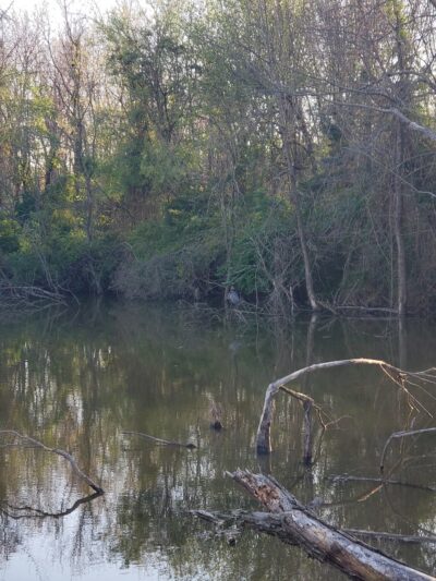 Iams Dog Park - Fayetteville, AR