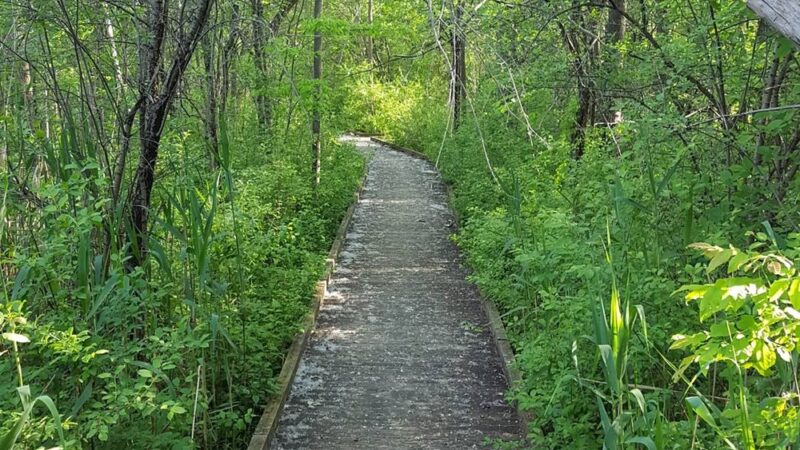 Butternut Creek Trail - Fayetteville, NY