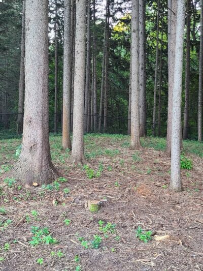 Duguid Patk - Fayetteville, NY