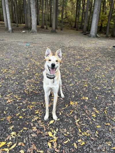 Duguid Patk - Fayetteville, NY