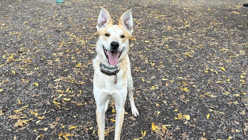 Duguid Patk - Fayetteville, NY