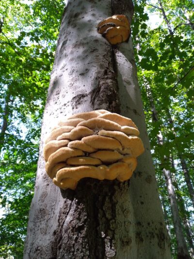 Duguid Patk - Fayetteville, NY