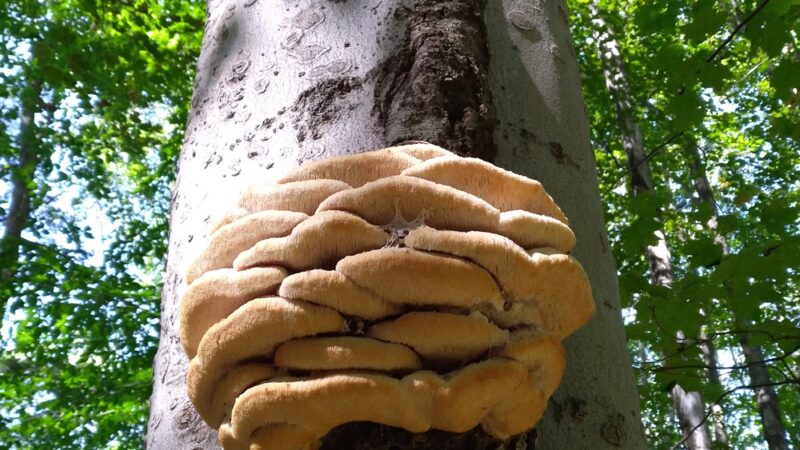 Duguid Patk - Fayetteville, NY