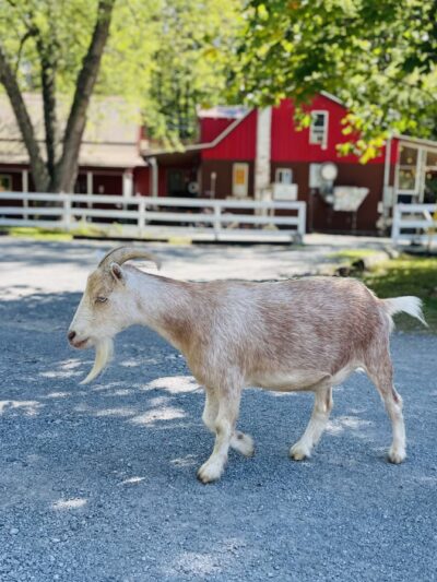 Arrowhead Bike Farm and Campground - Fayetteville, WV