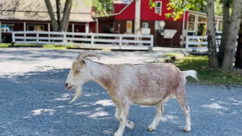 Arrowhead Bike Farm and Campground - Fayetteville, WV