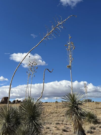 City of Rocks Trails - Faywood, NM