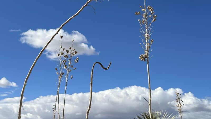 City of Rocks Trails - Faywood, NM