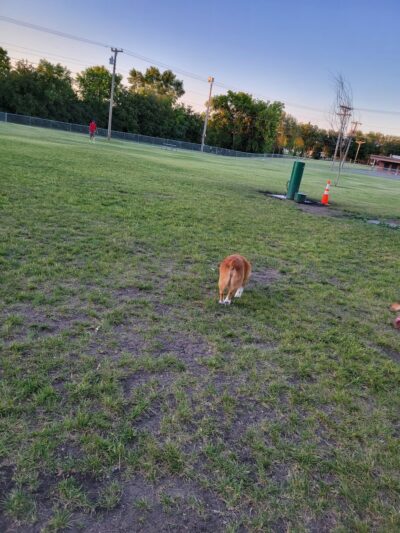 Higgins Dog Park - Fergus Falls, MN