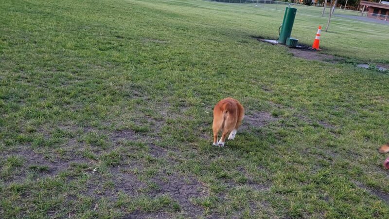 Higgins Dog Park - Fergus Falls, MN