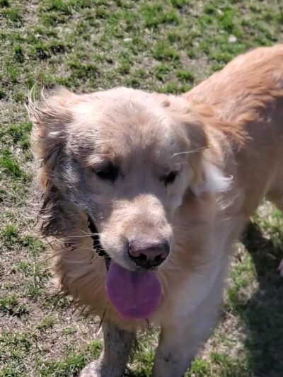 Higgins Dog Park - Fergus Falls, MN