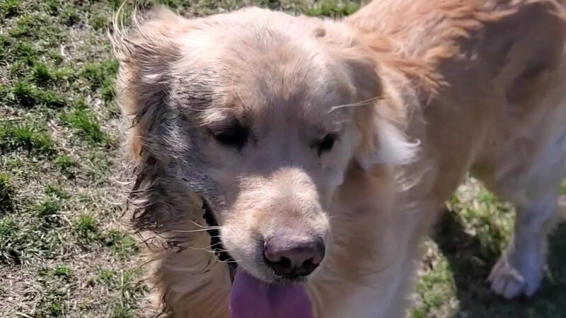 Higgins Dog Park - Fergus Falls, MN