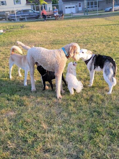 Higgins Dog Park - Fergus Falls, MN
