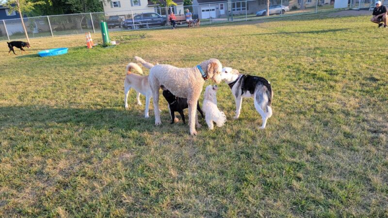 Higgins Dog Park - Fergus Falls, MN