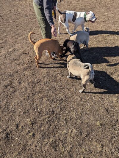 Higgins Dog Park - Fergus Falls, MN