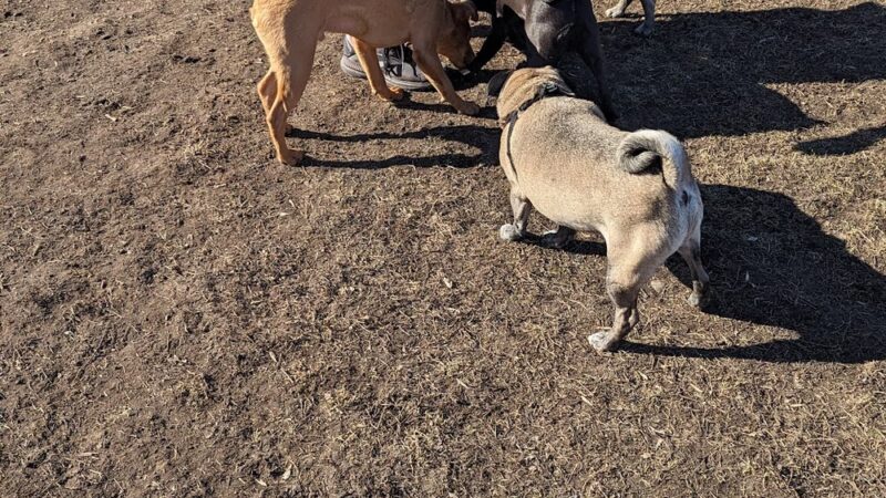 Higgins Dog Park - Fergus Falls, MN