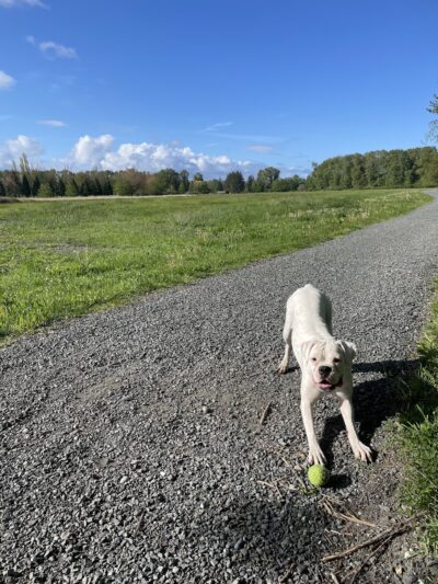 Off-leash Dog Park - Ferndale, WA