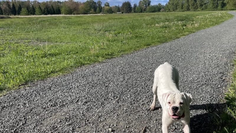 Off-leash Dog Park - Ferndale, WA