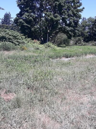 Off-leash Dog Park - Ferndale, WA