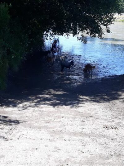 Off-leash Dog Park - Ferndale, WA