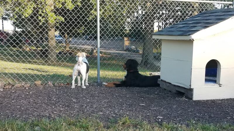 Off the Leash Dog Park - Fishers, IN