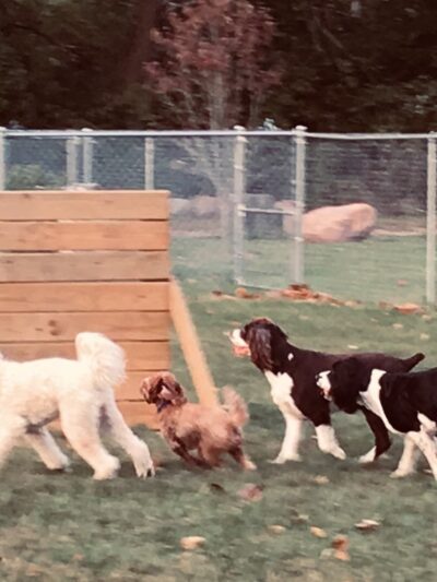 Off the Leash Dog Park - Fishers, IN