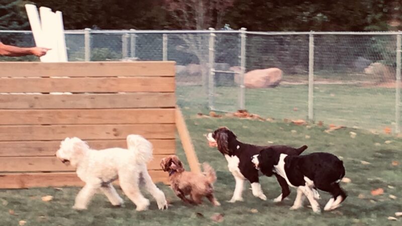 Off the Leash Dog Park - Fishers, IN