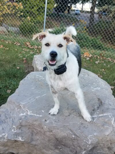 Off the Leash Dog Park - Fishers, IN
