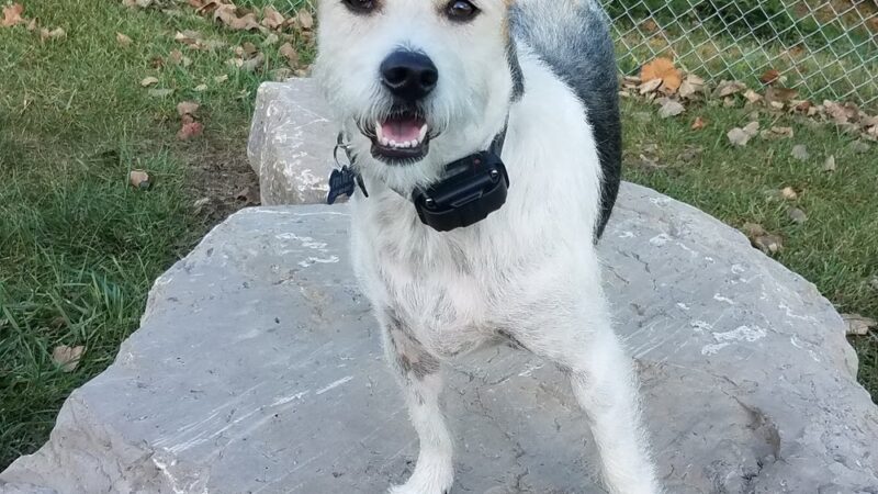 Off the Leash Dog Park - Fishers, IN