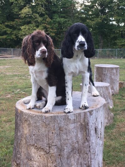 Off the Leash Dog Park - Fishers, IN