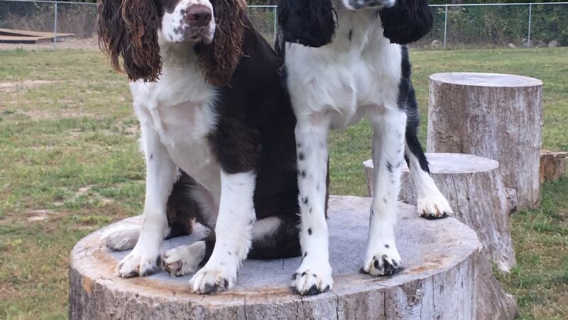 Off the Leash Dog Park - Fishers, IN