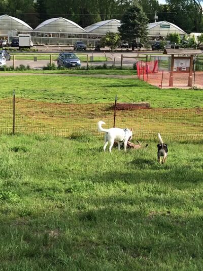 Sunnyside Dog Park - Fitchburg, WI